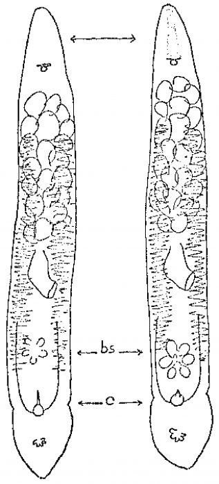 Monocelis fusca Monocelis fusca