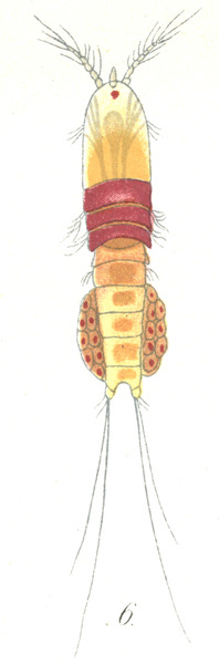 Amphiascus cinctus from Brian, A 1921