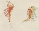 Amphiascus cinctus from Brian, A 1921