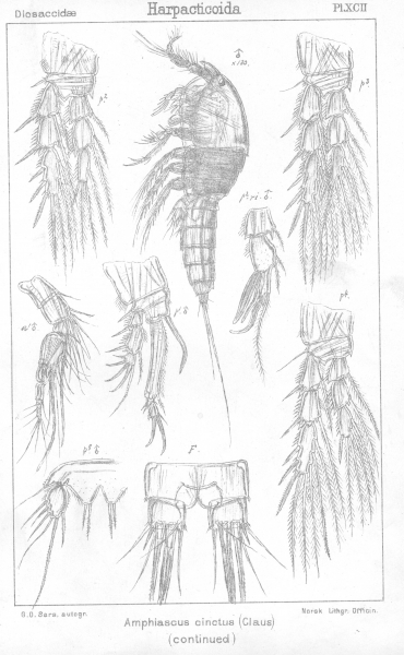 Amphiascus cinctus from Sars, G.O. 1906