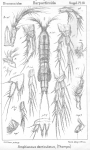 Amphiascus denticulatus from Sars, G.O. 1911