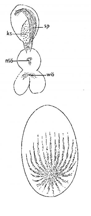 Monocelis lineata Monocelis lineata