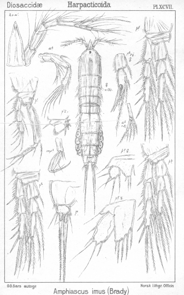 Amphiascus imus from Sars, G.O. 1906