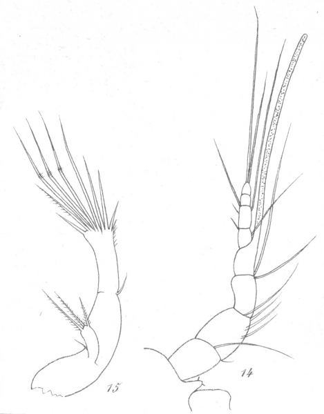 Amphiascus parvulus from Brian, A 1921