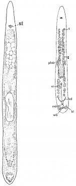 Monocelis lineata