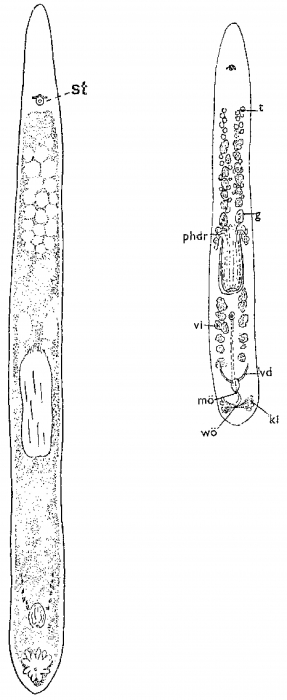 Monocelis lineata