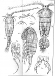 Diaptomus wierzejskii from Sars, G.O. 1903