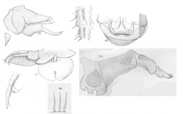 Argulus catostomi from Thiele 1904