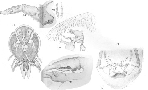 Argulus pugettensis from Thiele 1904