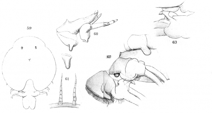 Argulus salminei from Thiele 1904