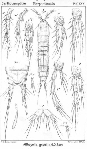 Attheyella gracilis from Sars, G.O. 1907