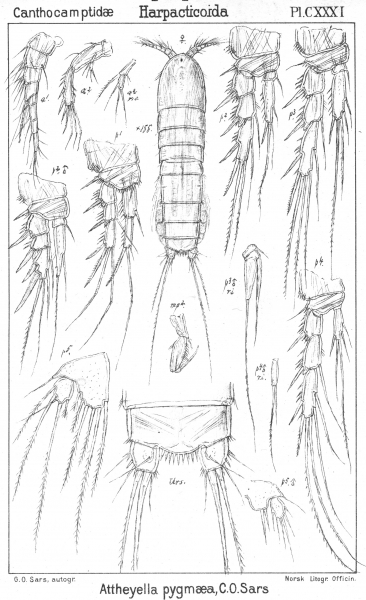 Attheyella pygmaea from Sars, G.O. 1907