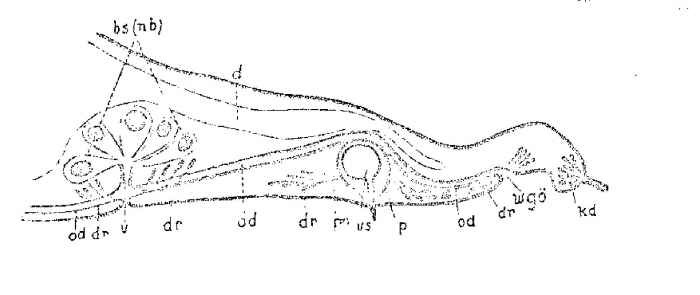 Monocelis lineata