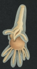 Brachiella impudica from Brian, A 1906