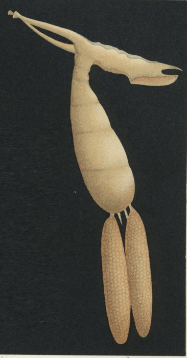 Brachiella malleus from Brian, A 1906