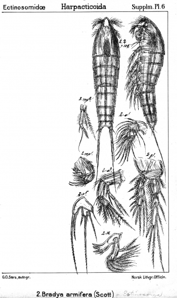 Bradya armifera from Sars, G.O. 1911