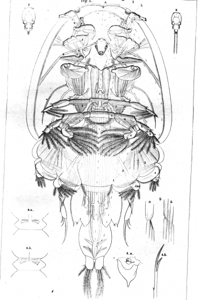 Caligus americanus from Pickering & Dana 1838