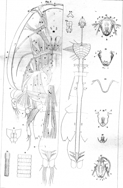 Caligus americanus from Pickering & Dana 1838