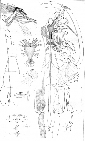 Caligus americanus from Pickering & Dana 1838