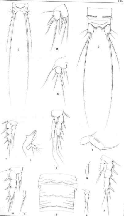 Canthocamptus cuspidatus from Schmeil 1893