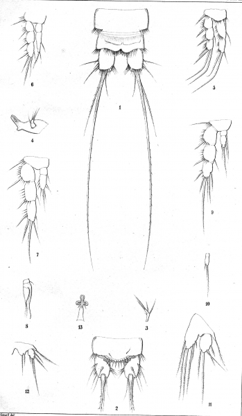 Canthocamptus rhaeticus from Schmeil 1893