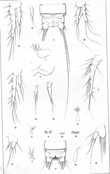 Canthocamptus zschokkei from Schmeil 1893