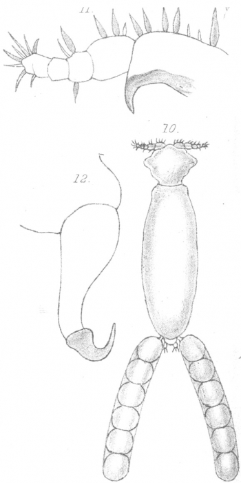 Clavella labracis from Scott, T 1902