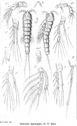 Cletodes leptostylis from Sars, G.O. 1920