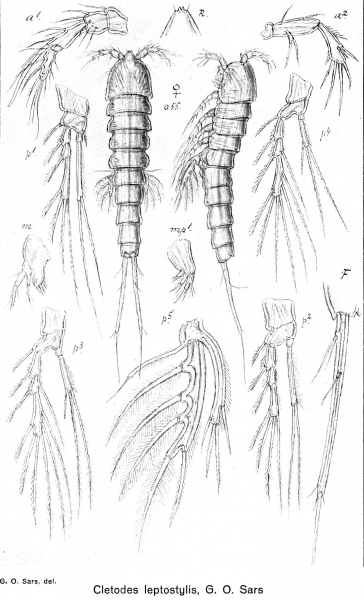 Cletodes leptostylis from Sars, G.O. 1920