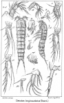 Cletodes longicaudatus from Sars, G.O. 1909