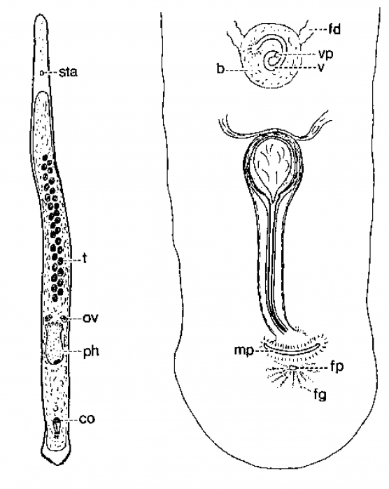 Monocelis longistyla Monocelis longistyla