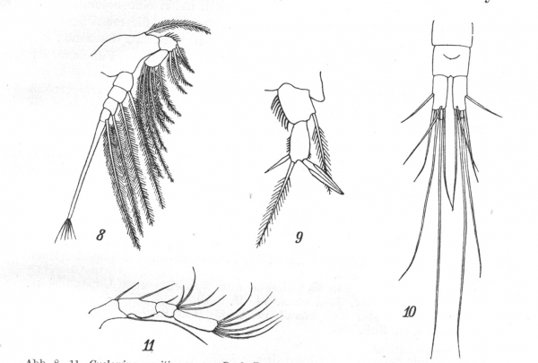 Cyclopina pacifica from Smirnov 1935