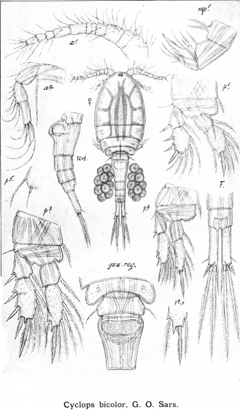 Cyclops bicolor from Sars, G.O. 1914