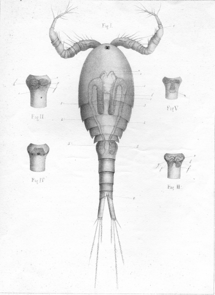 Cyclops brevicornis from Vernet 1871