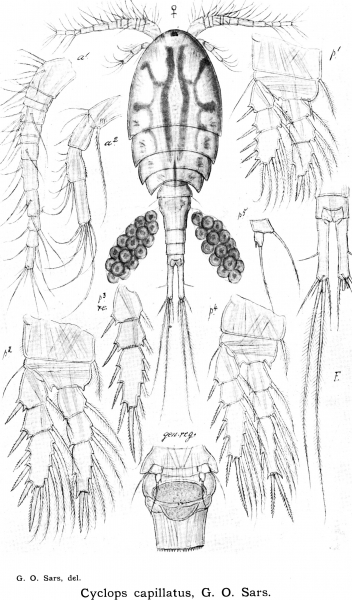 Cyclops capillatus from Sars, G.O. 1913