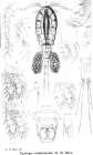 Cyclops crassicaudis from Sars, G.O. 1913