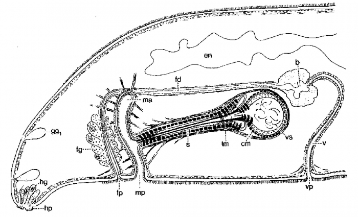 Monocelis longistyla Monocelis longistyla