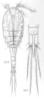 Cyclops varicans from Sars, G.O. 1909