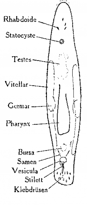 Monocelis nitida Monocelis nitida