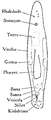 Platyhelminthes (flatworms)