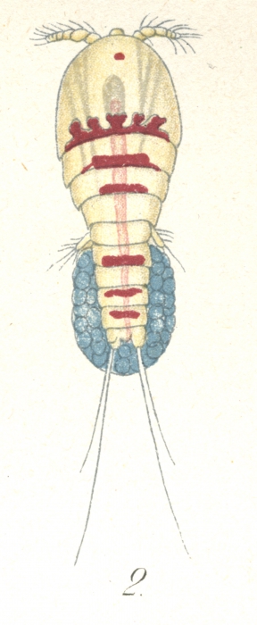 Dactylopusia brevicornis from Brian, A 1921