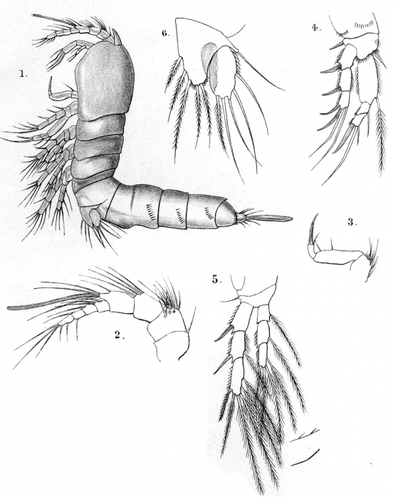 Dactylopus brucei from Thompson I.C. & Scott A. 1900
