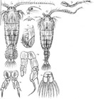Diaptomus amblyodon from Sars, G.O. 1903