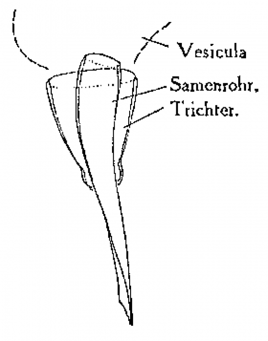 Monocelis nitida Monocelis nitida