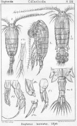 Diaptomus laciniatus from Sars, G.O. 1902