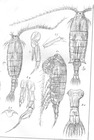 Diaptomus lobatus from Sars, G.O. 1903