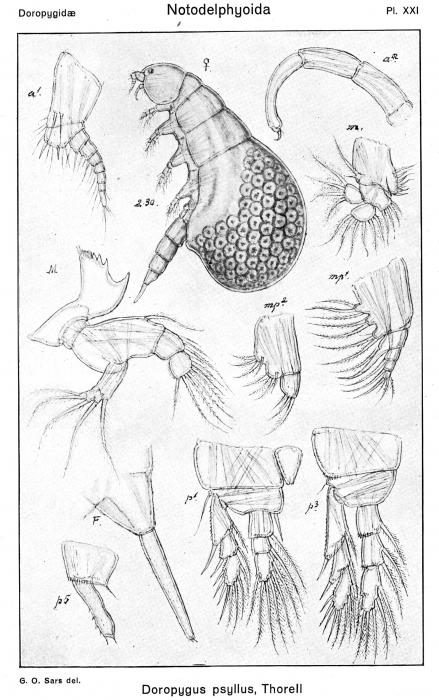 Doropygus psyllus from Sars, G.O. 1921