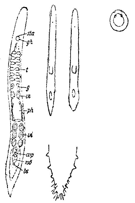 Monocelopsis otoplanoides Monocelopsis otoplanoides