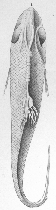 Rebelula edwardsii from Brian, A 1906 Rebelula edwardsii from Brian, A 1906