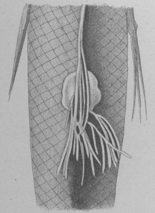 Rebelula edwardsii from Brian, A 1906 Rebelula edwardsii from Brian, A 1906
